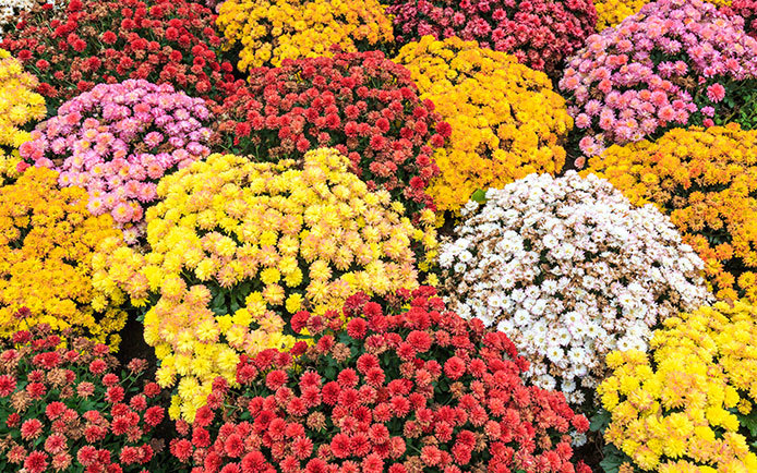 Chrysanthemums